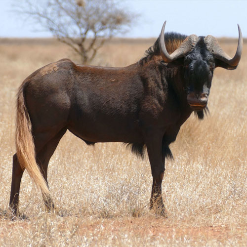 Wildebeest, Black – Taxidermy Quote