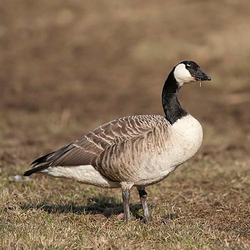 Canada Goose - Taxidermy Quote